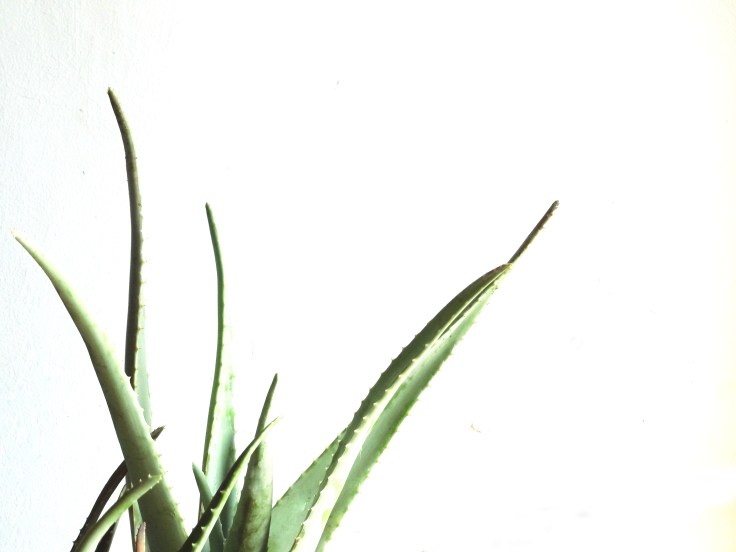 aloe.jpg